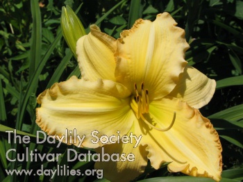 Daylily Granny's Treat